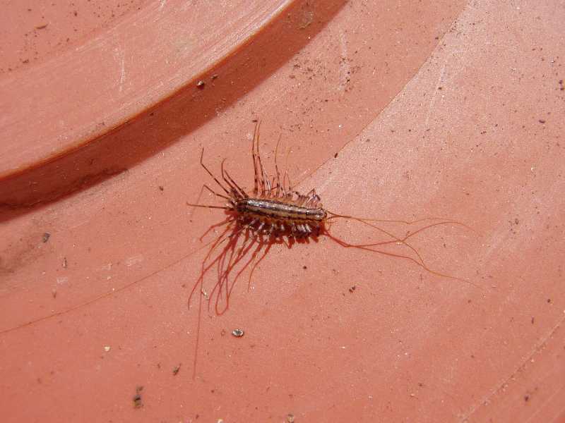 Small Centipede In Potted Plant Centipedes In House Plants